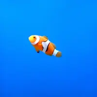 クラウンアネモフィッシュ