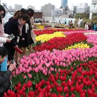昨冬の「真冬のチューリップ祭」