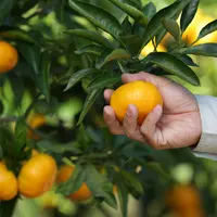 くまのグリーンファーム 早生みかん