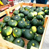 ファームHFT かぼちゃ