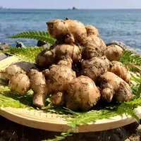 潮と空農園 新生姜