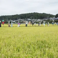 水田と案山子