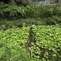ワサビ田