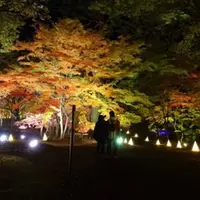 見頃時期のカエデ園