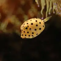 ミナミハコフグ