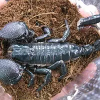 ダイオウサソリ