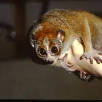 スローロリス