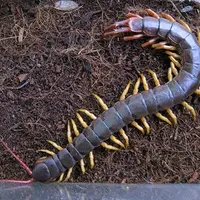 オオムカデ