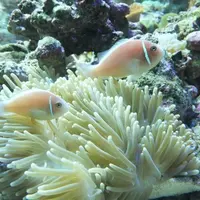 イソギンチャク類