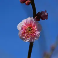 幾夜寝覚（いくよのねざめ）2018年3月2日撮影