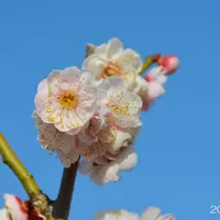  島原（しまばら）2018年3月1日撮影