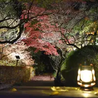 昨年の京王百草園の紅葉ライトアップ