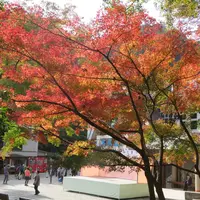 高尾山の様子　（１１月１２日　清滝駅前撮影）