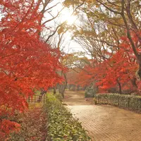 佐倉城址公園・空堀脇を彩るモミジ