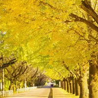 11月中旬にはイチョウ並木が色づく