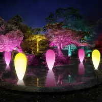 桜の池跡の水面に立つ、自立しつつも呼応する生命 / Autonomous Resonating Life on the Surface of the Cherry Blossom Pond teamLab, 2019, Digital Installation, Endless, Sound: Hideaki Takahashi