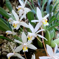 セロジネ　2018年2月14日撮影