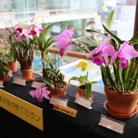 神代洋らん友の会会員が育てた自慢のランの展示