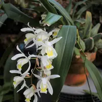 セロジネ　インターメディア　Coelogyne intermedia　2018年1月25日撮影
