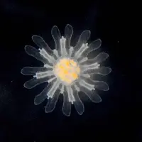 ミズクラゲのエフィラ
