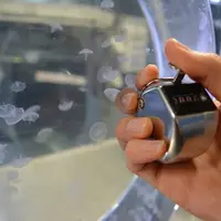 クラゲを観察するようす