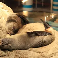 オットセイが寝ているようす