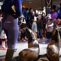 「お正月！オットセイパレード」イメージ