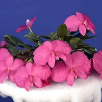 カトレア・ウィッチギアナ（Cattleya wittigiana）