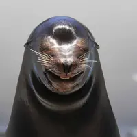 初笑いを披露する笑うアシカ