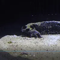 ナマコのタイムラプス映像放映 ※イメージ