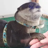 コツメカワウソへのエサやり体験 イメージ