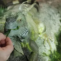 グリーンイグアナへのエサやり体験 イメージ