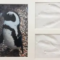 ケープペンギンの足跡
