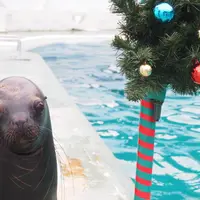 アシカ イメージ
