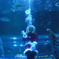 水中ショー イメージ