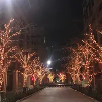 江戸桜イルミネーション2019 イメージ