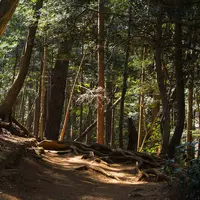 高尾山には約1,600種の植物の種類が確認されており、これはイギリス全土で自生する種類とほぼ同数といわれている