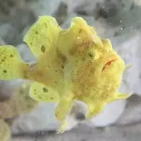 イロカエルアンコウ
