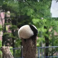 タイトル：ボールかな
