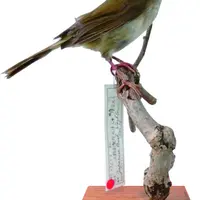 ウグイス雄 本剥製 所蔵：国立科学博物館