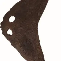 ディプロカウルス 所蔵：国立科学博物館