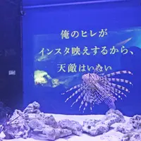 ROLAND魚録展