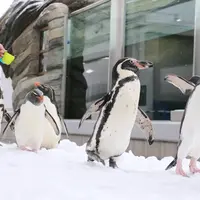 ウィンターペンギンパレード イメージ
