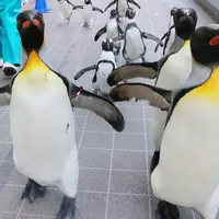 ウィンターペンギンパレード イメージ