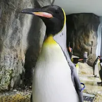 〈オウサマペンギン〉けやき