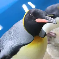 〈オウサマペンギン〉あおば