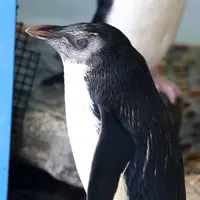 〈イワトビペンギン〉はく