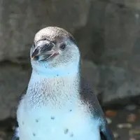 〈フンボルトペンギン〉コア