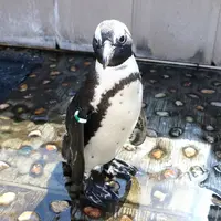 〈ケープペンギン〉なつ
