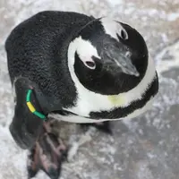 〈ケープペンギン〉あき